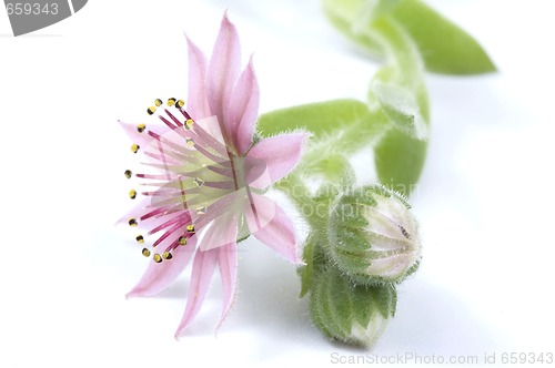 Image of pink flower. succulent