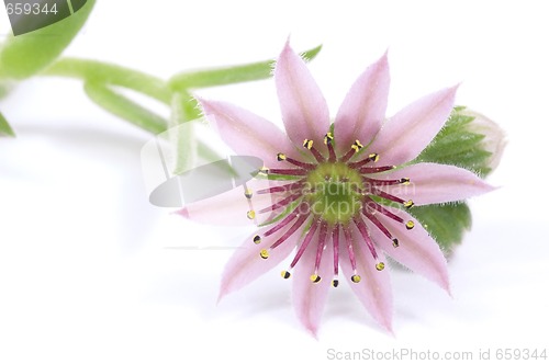 Image of pink flower. succulent