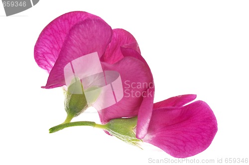 Image of bean. flower