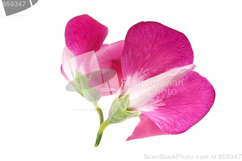 Image of bean. flower