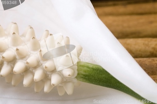 Image of white and green. flower