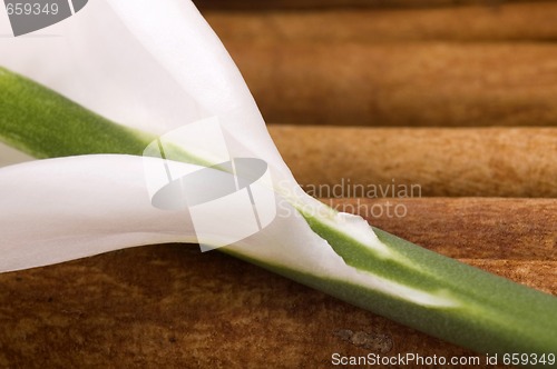 Image of white and green. flower