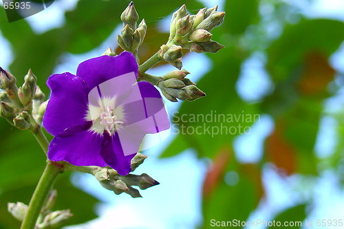 Image of Purple flower