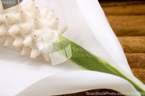 Image of white and green. flower