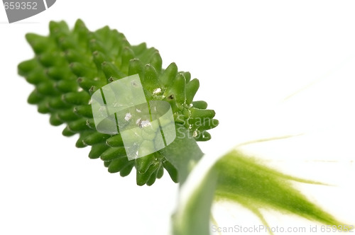 Image of white and green. flower