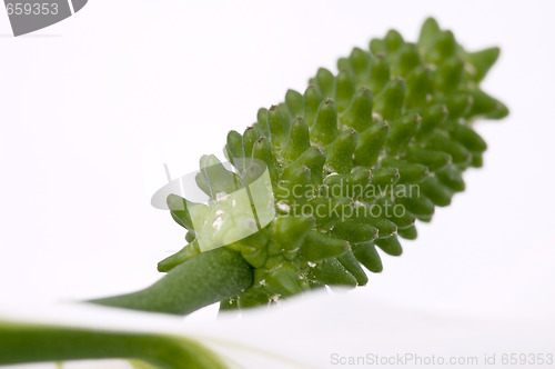 Image of white and green. flower