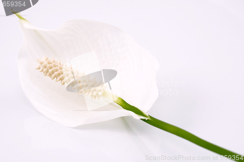 Image of white and green. flower