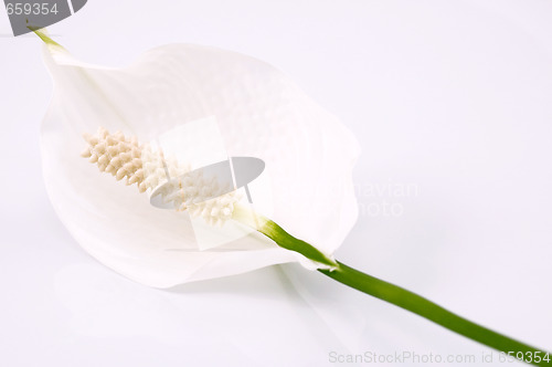 Image of white and green. flower