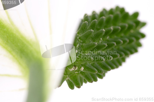 Image of white and green. flower