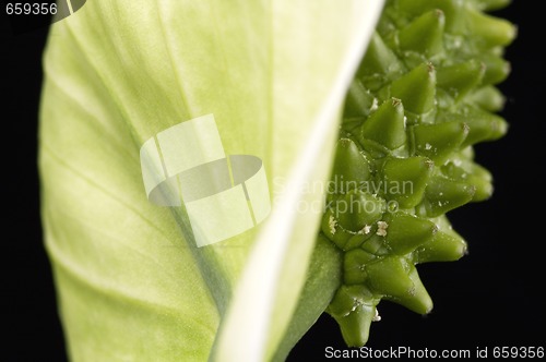 Image of white and green. flower