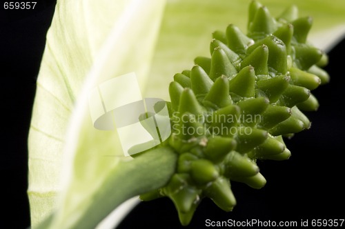 Image of white and green. flower