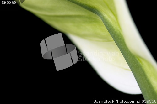 Image of white and green. flower