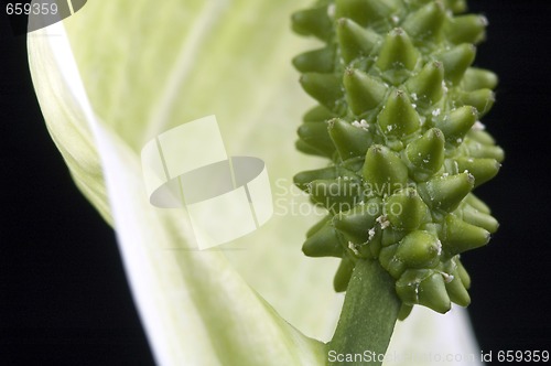 Image of white and green. flower