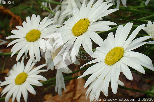 Image of Daisy flower