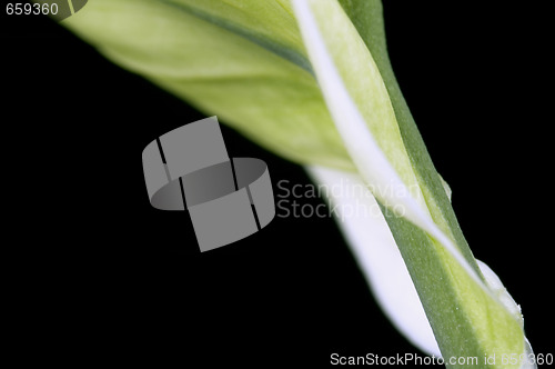 Image of white and green. flower