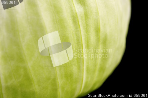 Image of white and green. flower