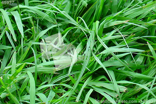 Image of Grass