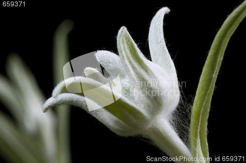 Image of edelweiss