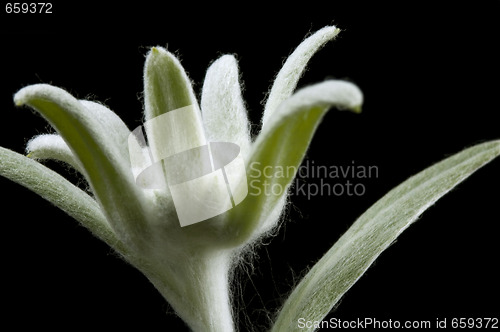 Image of edelweiss