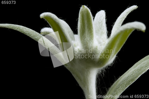 Image of edelweiss