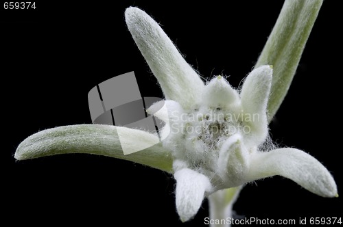 Image of edelweiss