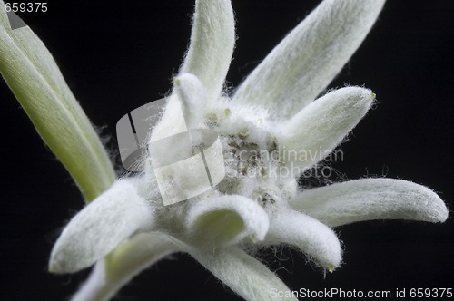 Image of edelweiss