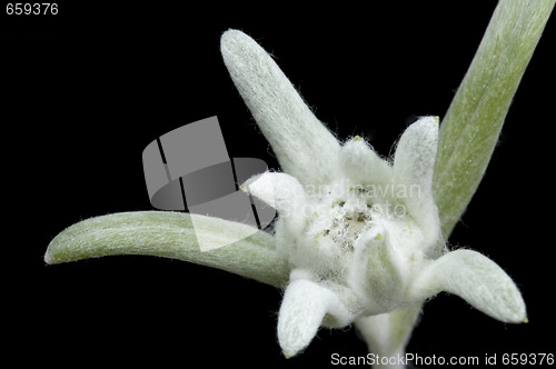 Image of edelweiss