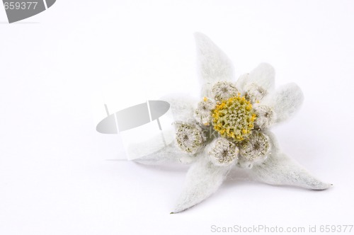 Image of edelweiss