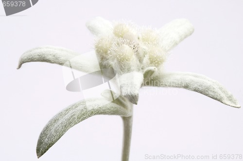 Image of edelweiss