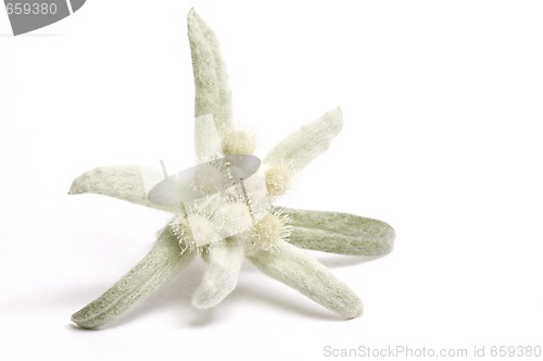 Image of edelweiss