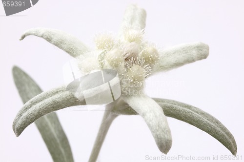 Image of edelweiss