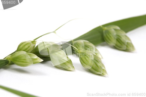 Image of grass. summertime