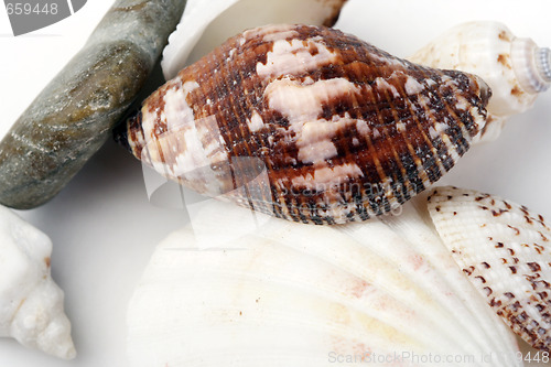 Image of Shells in a man hand.