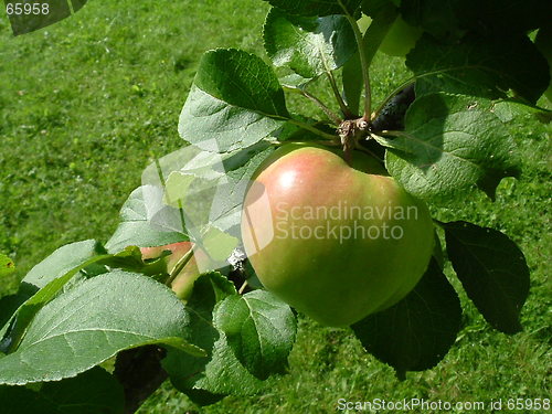 Image of Apple