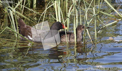 Image of Moorhen