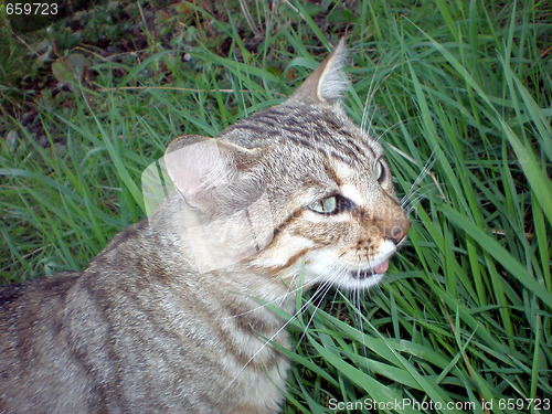 Image of Cat