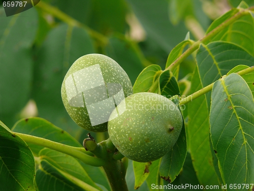 Image of Green walnut