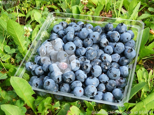 Image of Blueberries
