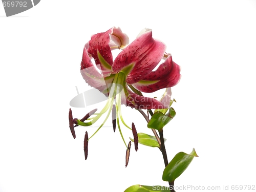 Image of Red lily