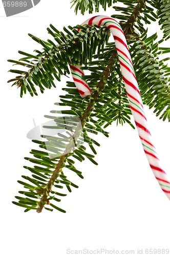 Image of Candy cane on tree