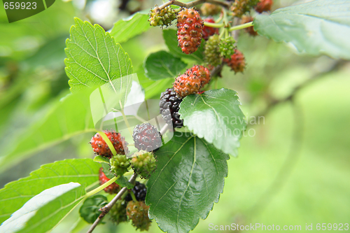 Image of mulberries