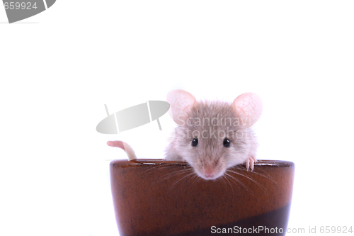 Image of mouse