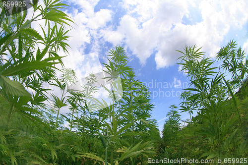 Image of marijuana field 