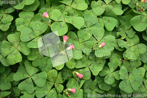 Image of green background