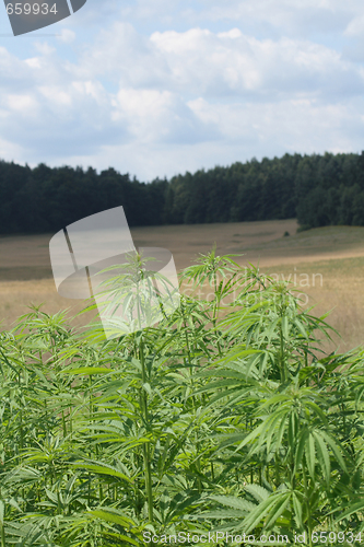 Image of marijuana field 