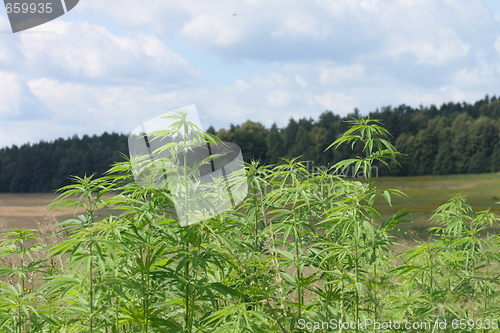 Image of marijuana field 