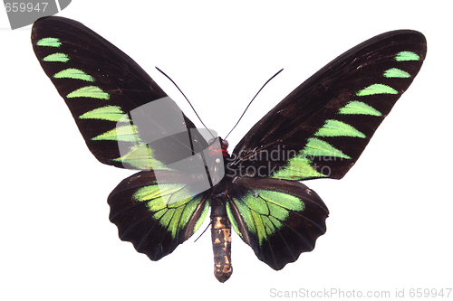 Image of butterfly