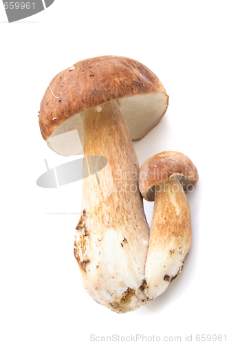 Image of mushroom