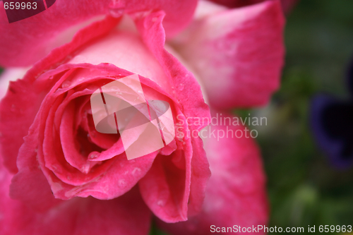 Image of red rose background