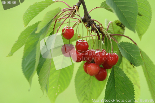 Image of red cherries